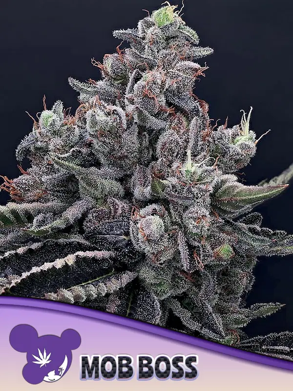 Mob Boss by Anesia Seeds, Photoperiod cannabis strain
