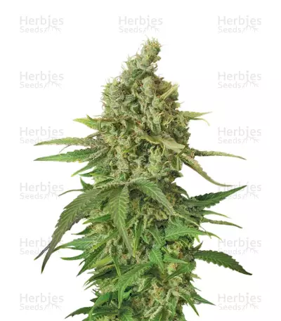 Moby Dick CBD by Dinafem, Photoperiod cannabis strain