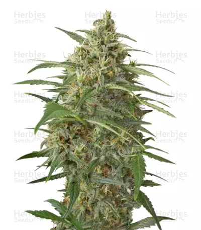 Moby Dick XXL Auto cannabis strain