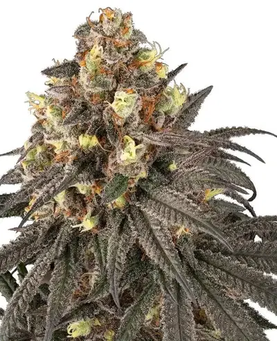 Molotov by Serge Cannabis cannabis strain