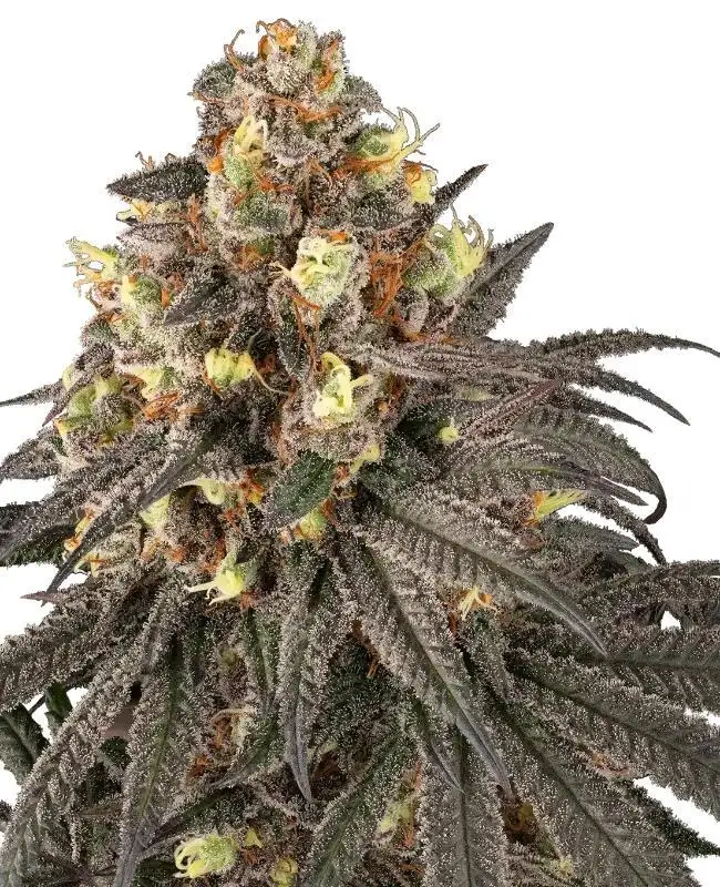 Molotov by Serge Cannabis cannabis strain