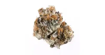 Moon Walk by The Farm Genetics cannabis strain