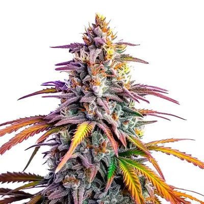 Motor Breath x Honey Drop by Blimburn Seeds, Photoperiod cannabis strain