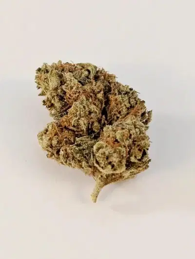 Mountain Girl by Pilot Farm cannabis strain