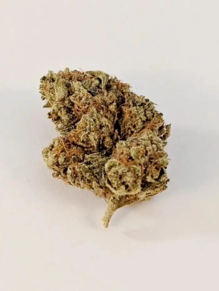 Mountain Girl by Pilot Farm cannabis strain