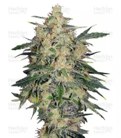 Nebula II CBD by Paradise Seeds, Photoperiod cannabis strain