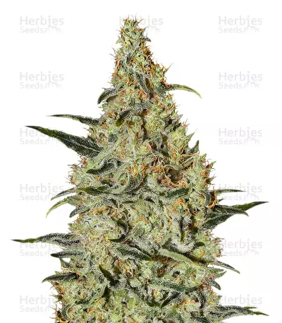 Nevilles Haze by Mr.Nice, Photoperiod cannabis strain