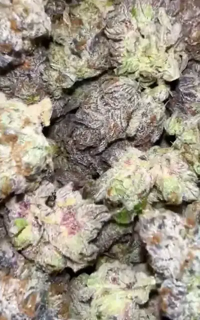 New Candy by Zaba Cannabis Co cannabis strain