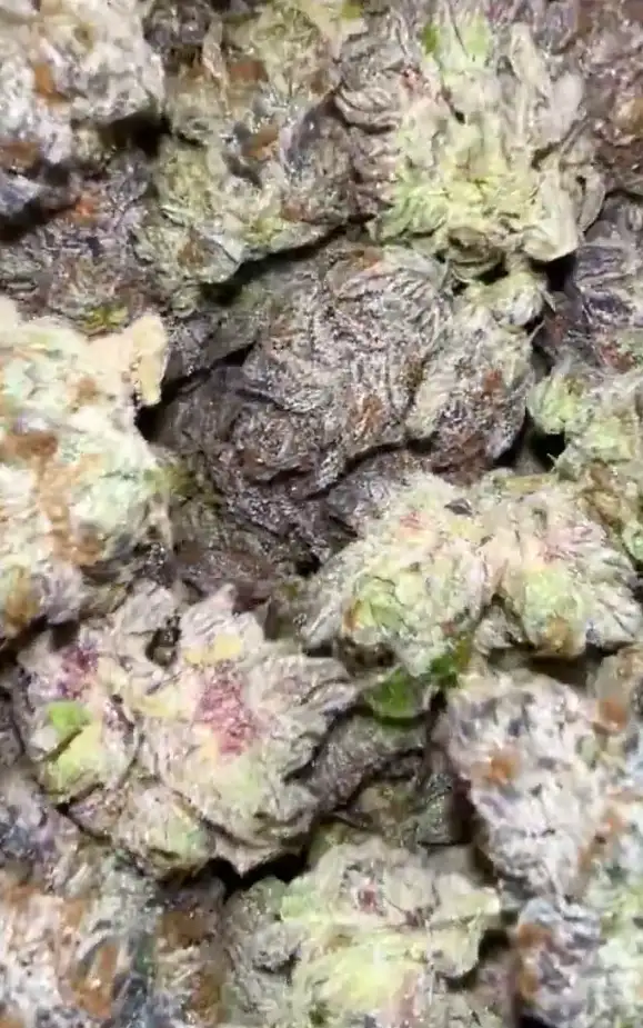 New Candy by Zaba Cannabis Co cannabis strain