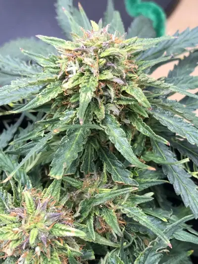 Nightcap by Immortal Flower cannabis strain