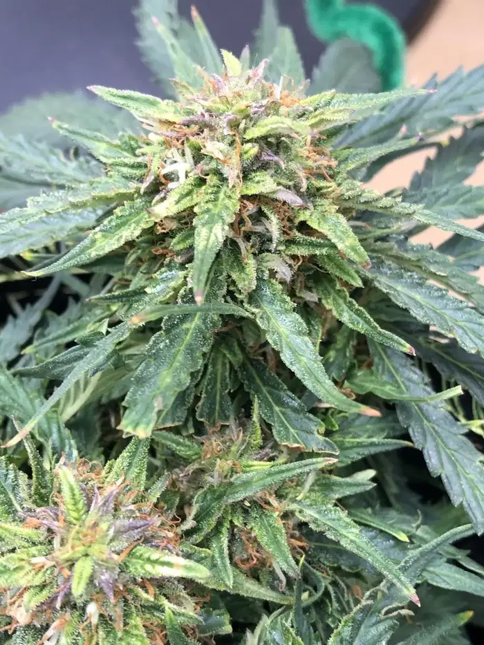 Nightcap by Immortal Flower cannabis strain