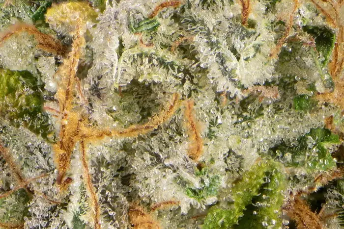Nirvana #6 by The Flowery cannabis strain