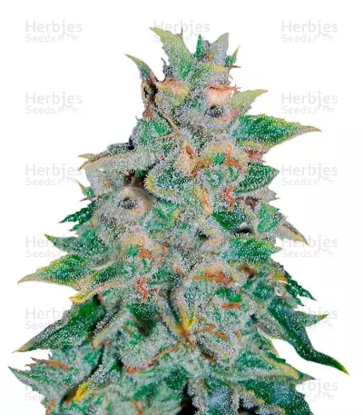 Northern Light Blue Auto by Delicious Seeds, Autoflower cannabis strain