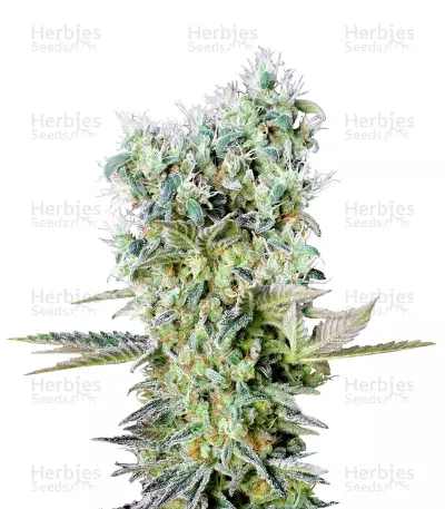 Northern Lights X by Genehtik, Photoperiod cannabis strain