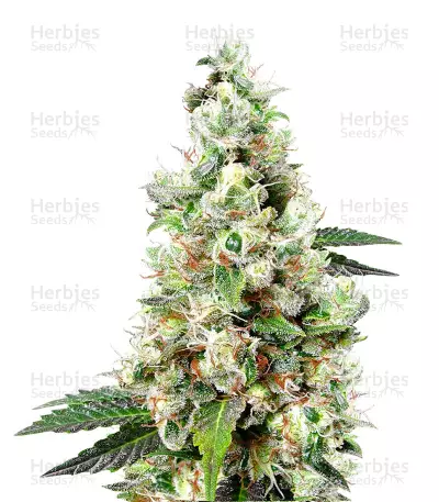 NYC Diesel Autoflowering by Zambeza, Autoflower cannabis strain
