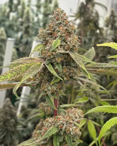 Obliviate by Blackbox Genetics cannabis strain