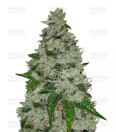 Ocean Grown Cookies by Dinafem, Photoperiod cannabis strain