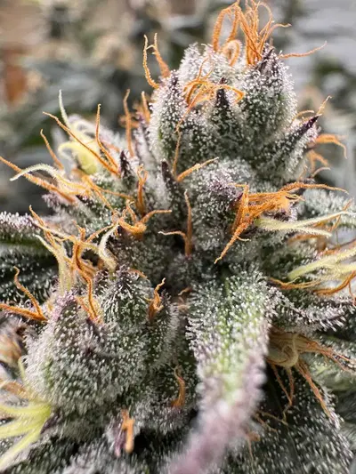 Octane Candy by Florganix cannabis strain