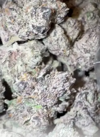 Onionz by Zaba Cannabis Co cannabis strain