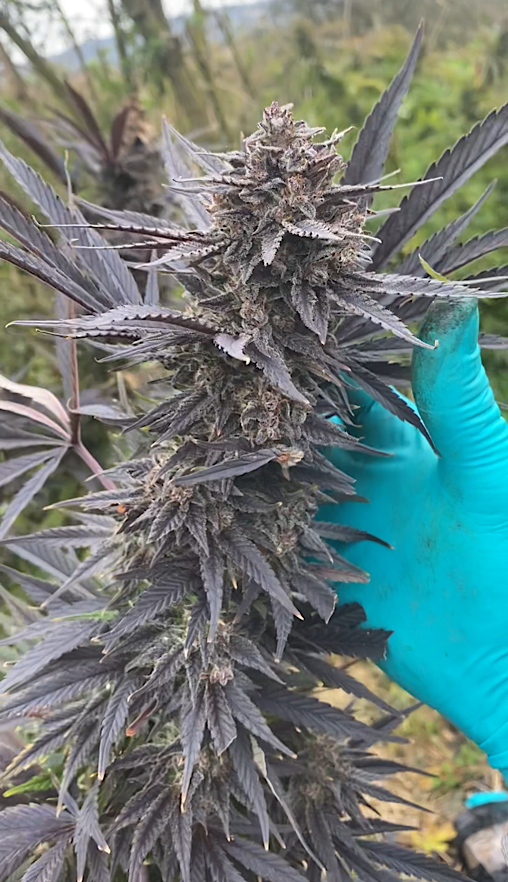OPG X Freezeland S1 by Real Gorilla Seeds, Photoperiod cannabis strain