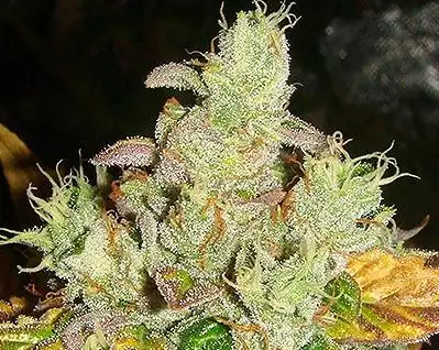 Orange Diesel by Lady Sativa Genetics cannabis strain