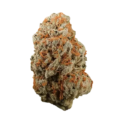 Orange Dot by Mountain Top Seeds cannabis strain