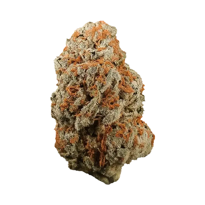 Orange Dot by Mountain Top Seeds cannabis strain
