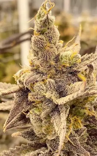 Orange Flambe by Rocky Mountain High 719 cannabis strain