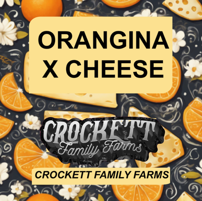 Orangina x cheese by Crockett Family Farms, Photoperiod cannabis strain