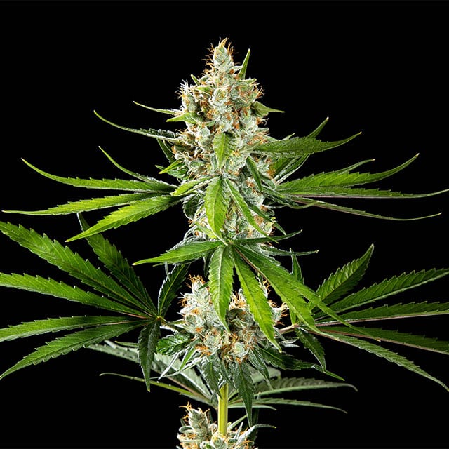 Oreoz USA by Kannabia Seed Company, Photoperiod cannabis strain