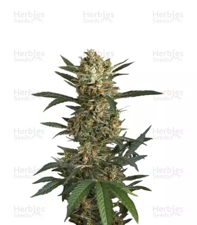 Original Amnesia Autoflowering by Dinafem, Autoflower cannabis strain