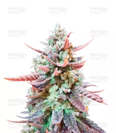 Original Glue by Nirvana, Photoperiod cannabis strain