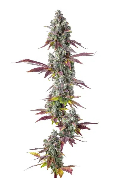 P.G.B. by Team Elite Genetics cannabis strain