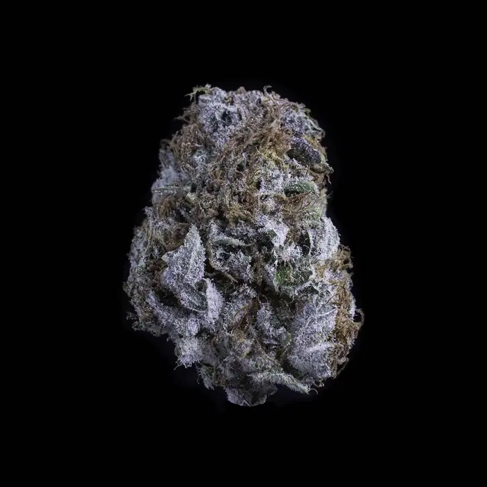 Pacific Blue by Falcanna cannabis strain