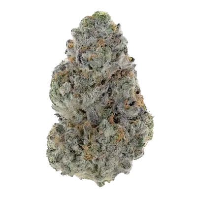 Pacific Moon by Xeno Seed Company cannabis strain