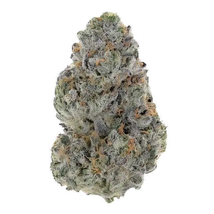 Pacific Moon by Xeno Seed Company cannabis strain