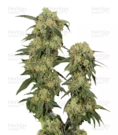 Pamir Gold by Dutch Passion, Photoperiod cannabis strain