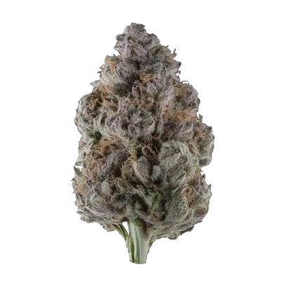 Panther Blood by Runtz Crew cannabis strain