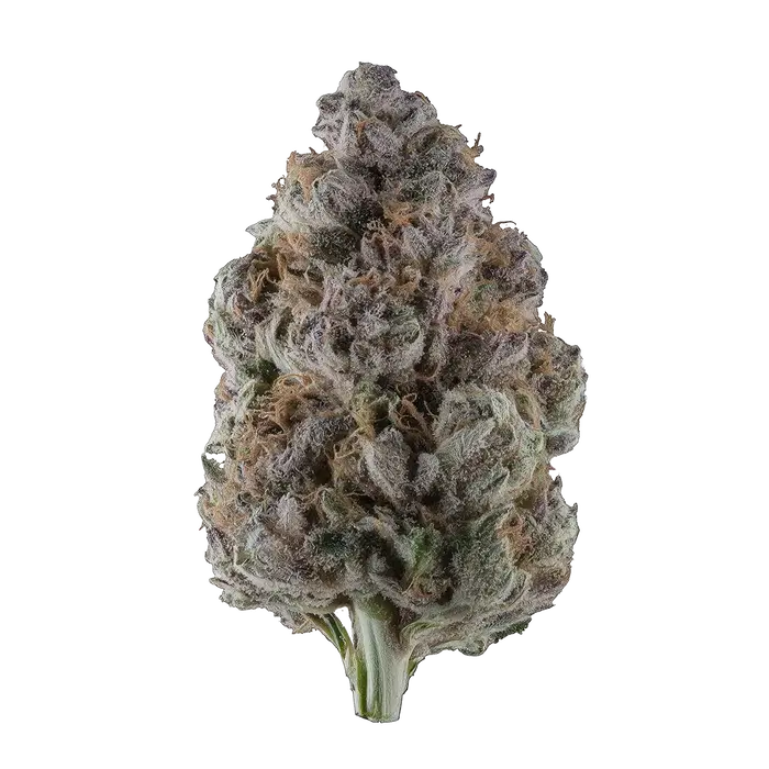 Panther Blood by Runtz Crew cannabis strain