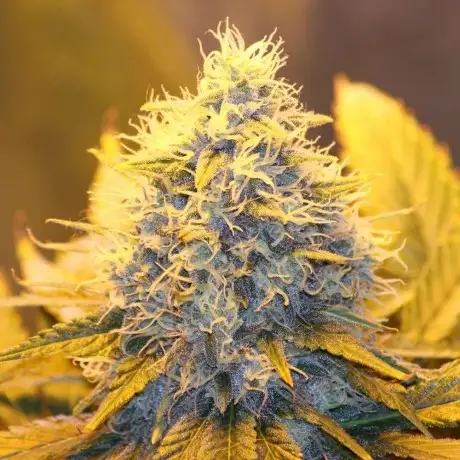Papaya Legacy Regular by Nirvana cannabis strain