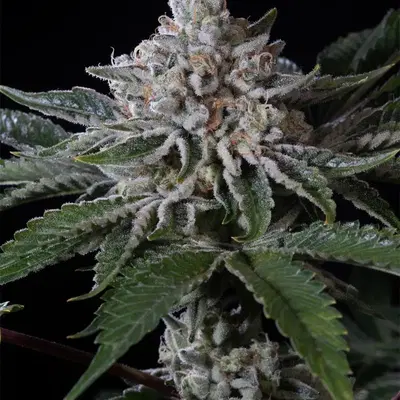 Peach Frosting by Paradise Seeds, Photoperiod cannabis strain