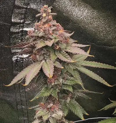 Perfect Cell by Ghost Genetics cannabis strain