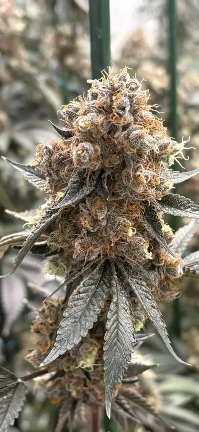 Petrol Station by Blackbox Genetics cannabis strain