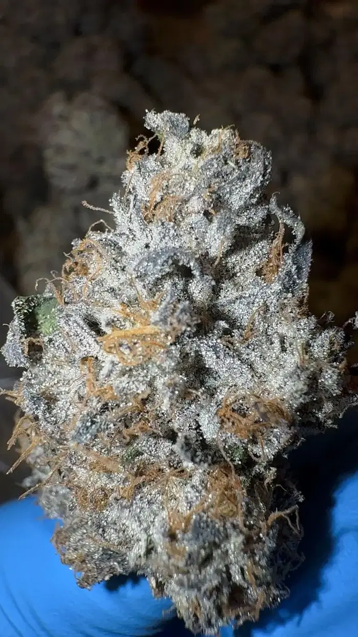 Picubez by Zaba Cannabis Co cannabis strain