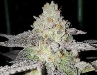 Pie Eyed by The Crystal Rose Seed Co cannabis strain