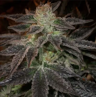 Pie Face x Dosidos #18 by Archive Seed Bank, Photoperiod cannabis strain