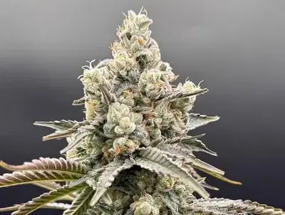 Piesol by Common Wealth Seed Co cannabis strain