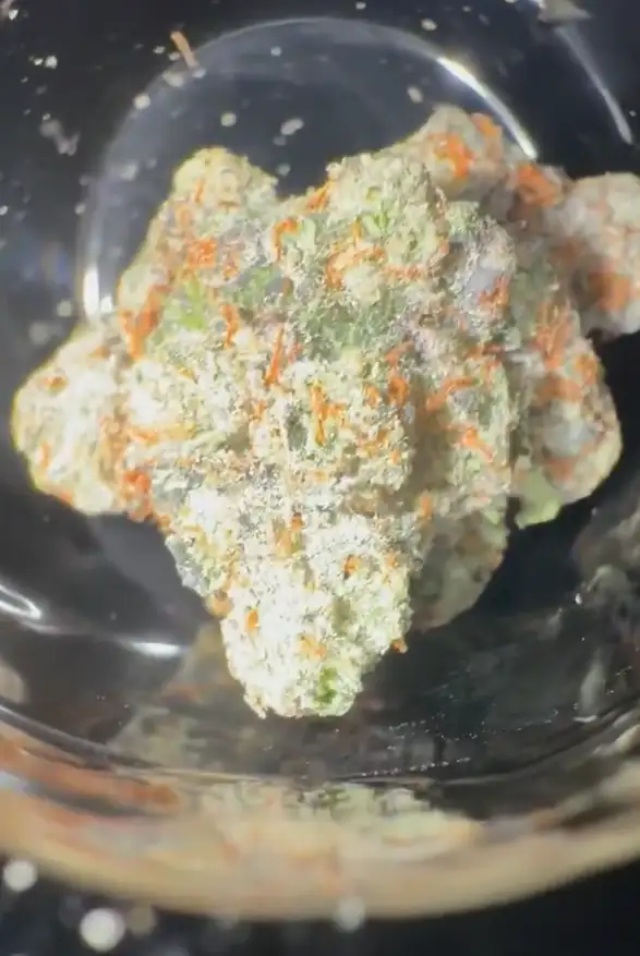 Pigeon Toad by Zaba Cannabis Co cannabis strain