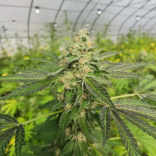 Pigs In Space by Grow Culture Genetics cannabis strain