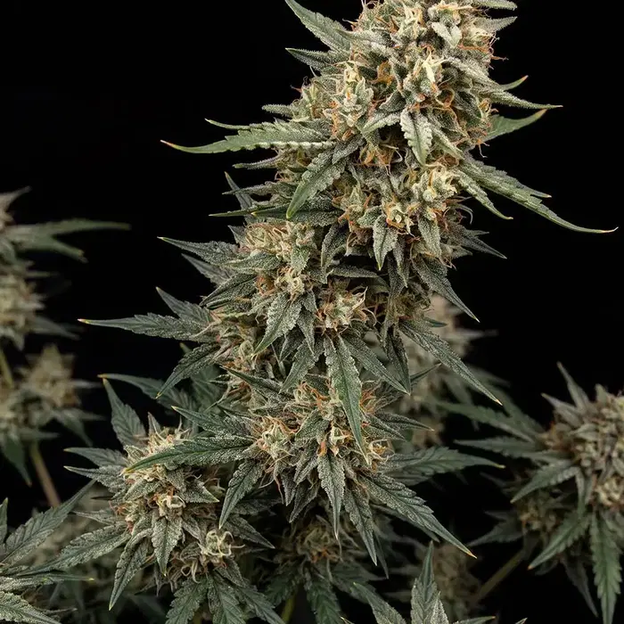 Pine Auto by Seedsupreme cannabis strain